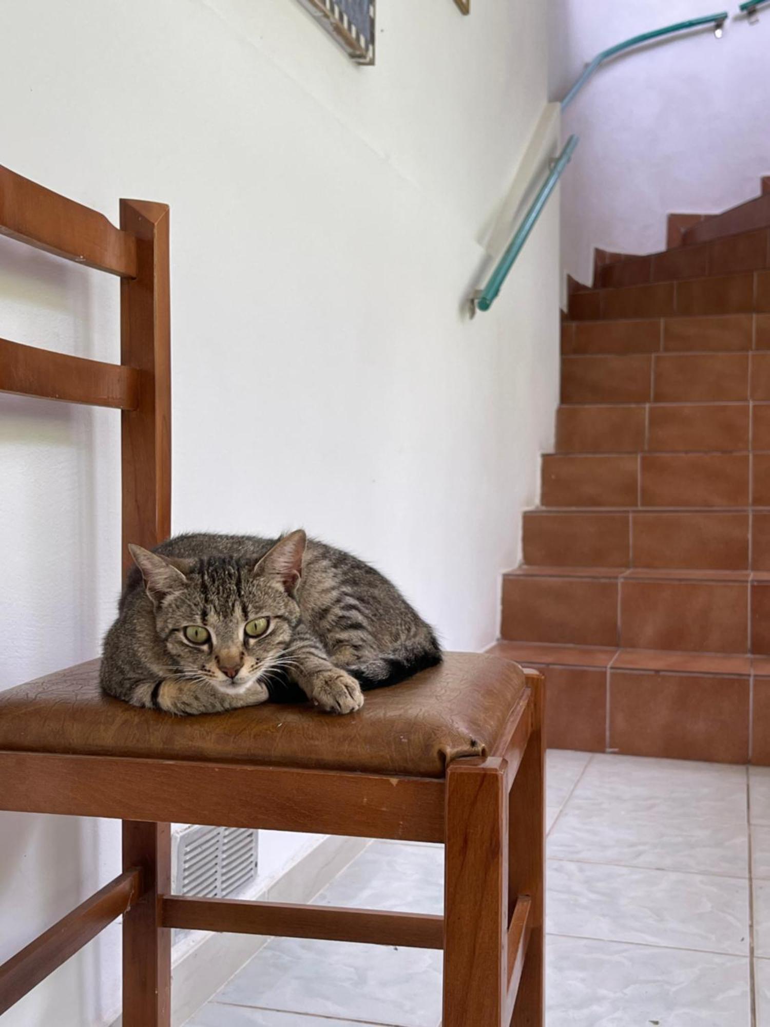 Villa Mance Berat Kültér fotó