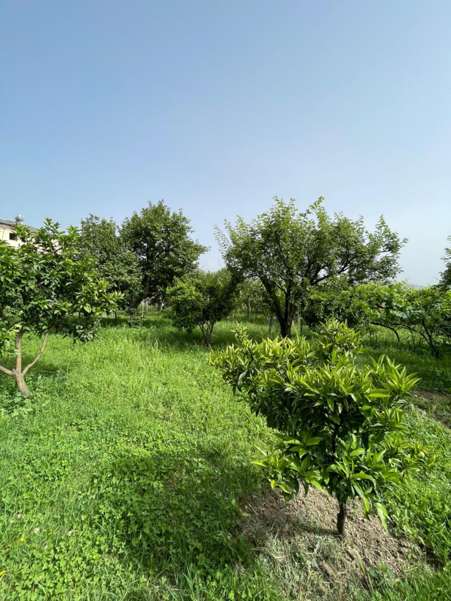 Villa Mance Berat Kültér fotó
