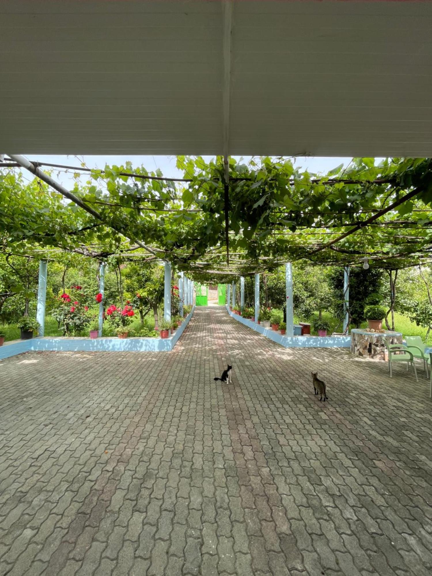 Villa Mance Berat Kültér fotó